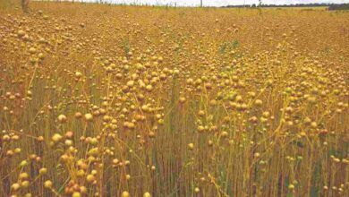 Flax cultivation