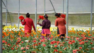 Flower cultivation