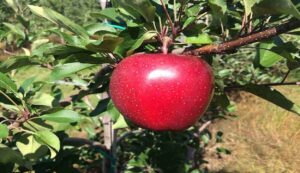 Gala variety apple