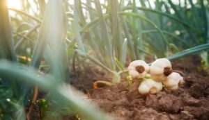 Garlic farming