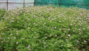 Geranium farming: