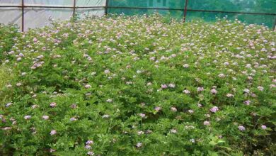 Geranium farming: