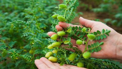 Gram cultivation