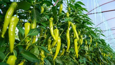 Green chilli crop