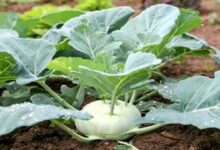 Knot cabbage cultivation