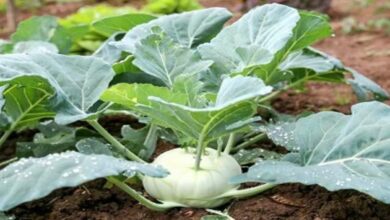 Knot cabbage cultivation