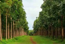 Mahogany tree farming