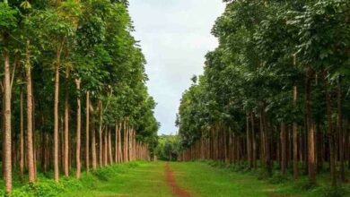 Mahogany tree farming