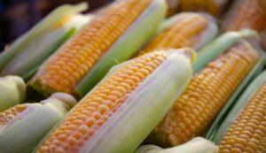 Maize cultivation