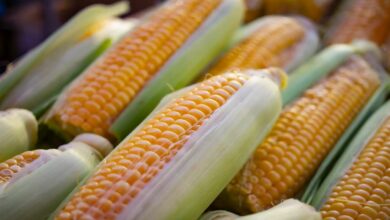 Maize cultivation