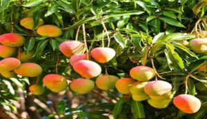 Mango gardening tips