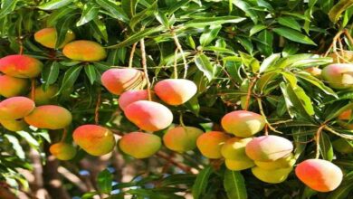 Mango gardening tips