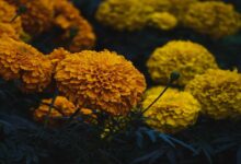 Marigold cultivation