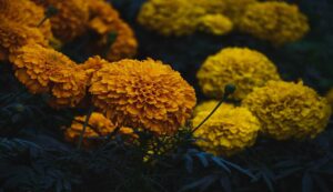 Marigold cultivation