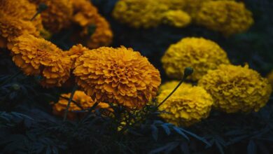 Marigold cultivation