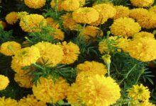 Marigold flower cultivation