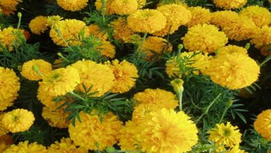 Marigold flower cultivation