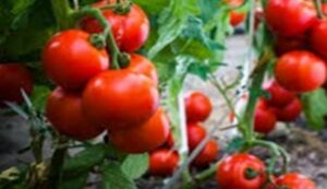 Mulching tomatoes