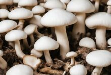 Mushroom cultivation: