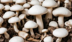 Mushroom cultivation: