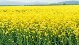 Mustard crop pests