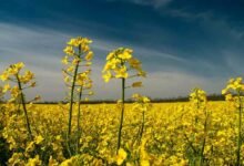 Mustard Farming