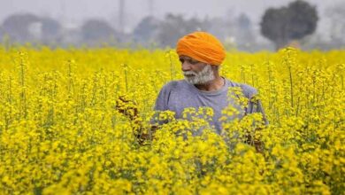 Mustard and rye crop