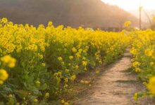 Mustard harvest