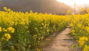 Mustard harvest