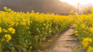 Mustard harvest