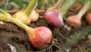 Onion cultivation