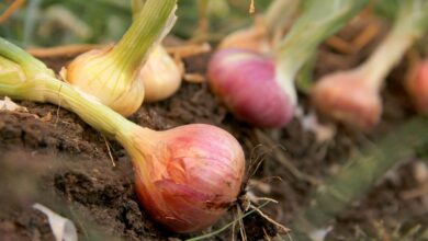 Onion cultivation