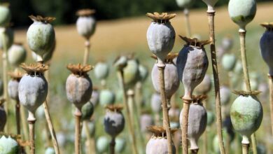 Opium cultivation