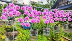 Orchid flower cultivation