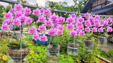 Orchid flower cultivation