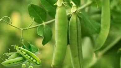 Pea farming