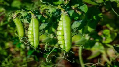 Pea crop