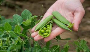 Pea cultivation