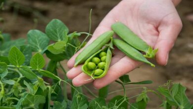 Pea cultivation