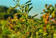 Pigeon pea cultivation