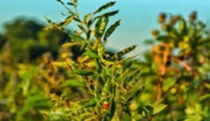 Pigeon pea cultivation