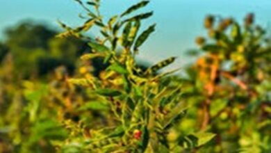 Pigeon pea cultivation