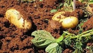 Potato cultivation