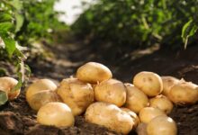 Potato Farming Tips