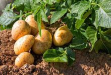 Potato cultivation