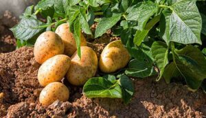 Potato cultivation