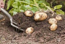 Potato harvest