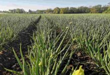 Production of onion seeds