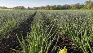 Production of onion seeds