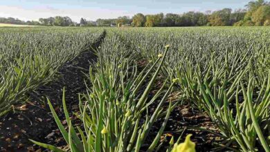 Production of onion seeds